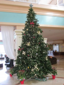 Christmas Tree In St Kitts